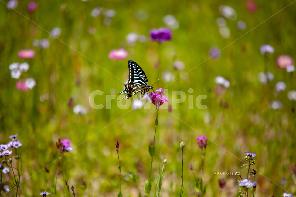 어리연,실잠자리,벌새,호랑나비,열매,식물,자연,plants,nature,꽃,flower,곤충,벌레,insect,bug