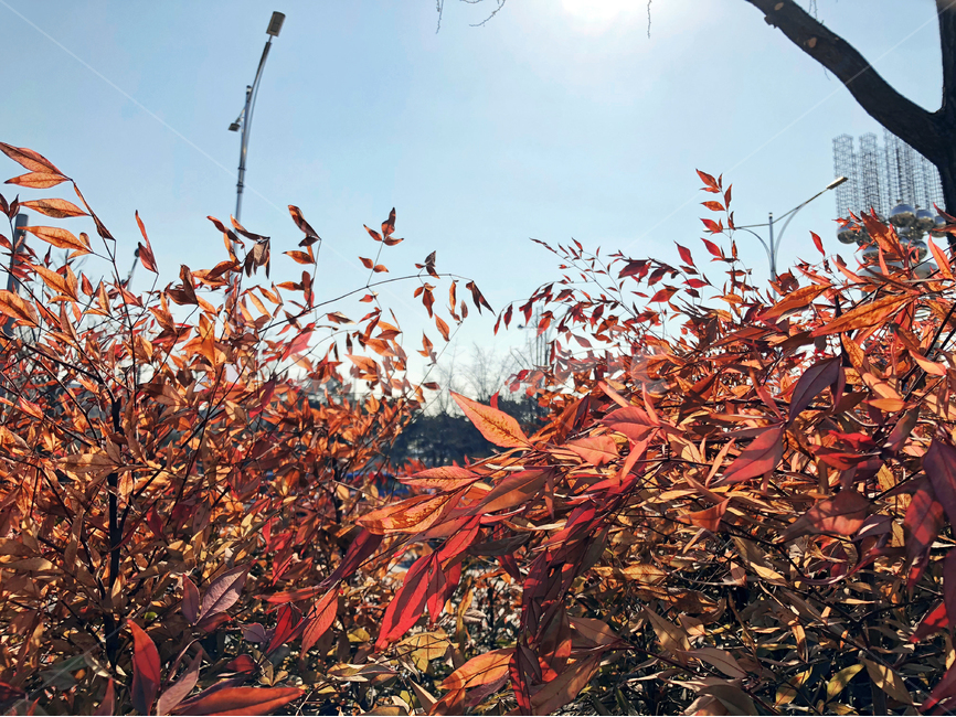 seoul,sky,city,flower,red,leaf,landscape,daytime,sunshine,dry,서울,도시,패턴,하늘,풍경,단풍,빨간,나뭇잎,햇빛,화단,가로등,가을,계절,fall,autumn,season,식물,자연,plants,nature,잎,plant,tree,나무