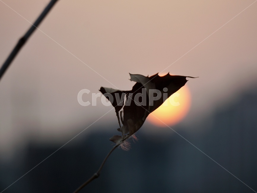 낙엽,일몰,오늘,태양,자연,겨울,겨울풍경,풍경,나뭇잎,저녁,석양,sunset,twilight,겨울,계절,winter,season,식물,자연,plants,nature,감성,sensible,feeling