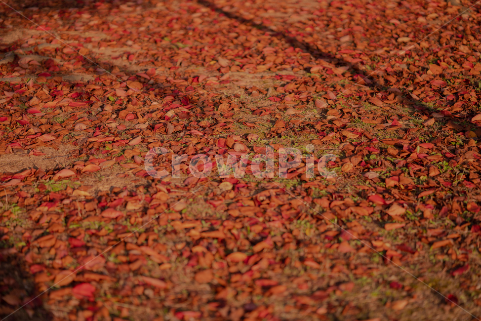 leaf,잎,plant,식물,단풍,tree,나무,가을,계절,fall,autumn,season,blossom,꽃,petal,꽃잎,flower,maple