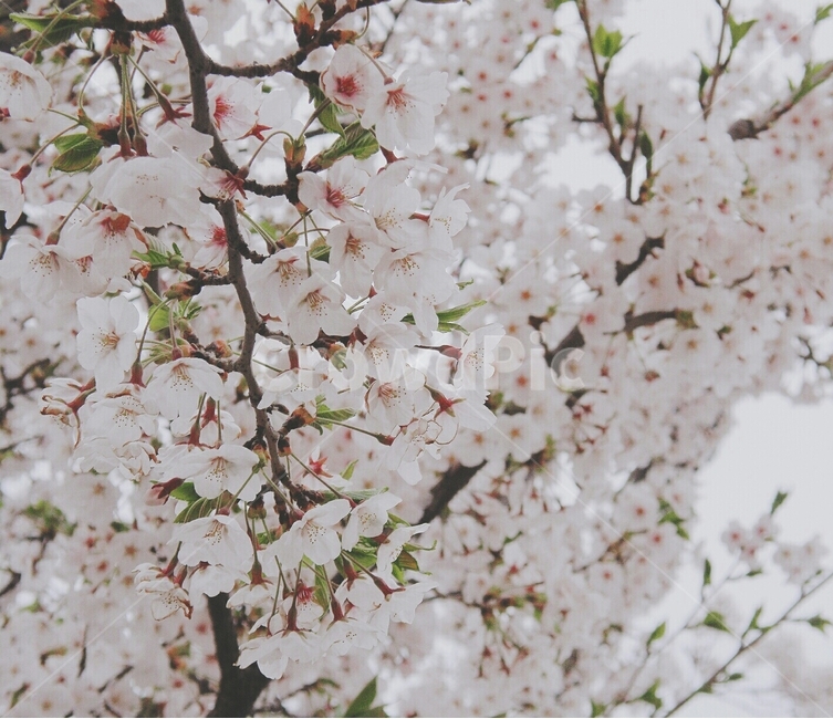 벚꽃,봄,꽃,감성,벚나무,봄,계절,spring,season,식물,자연,plants,nature,꽃,flower,plant,blossom,cherry blossom