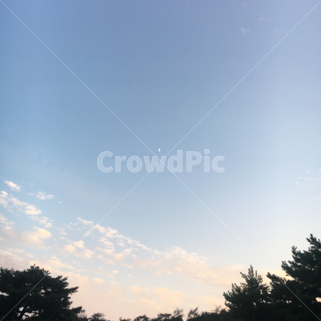 tree,나무,구름,달,sky