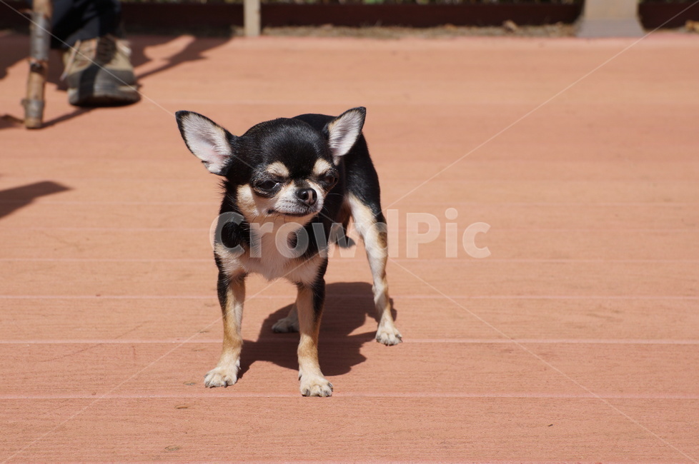 반려동물,강아지,치와와,동물,개,동물,animal,포유류,mammal,개,강아지,dog,doggy
