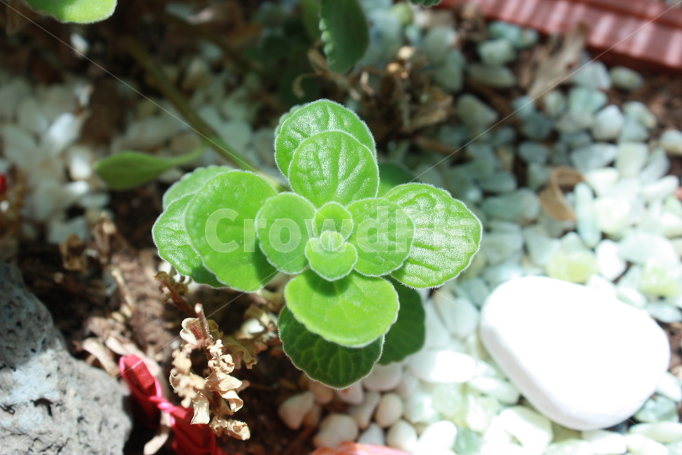 식물,나뭇잎,green,leaf,plant
