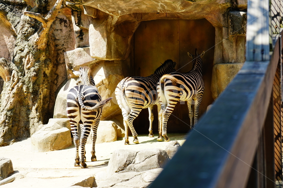 얼룩말,동물,포유류,animal,zebra,동물원,동물,animal,포유류,mammal