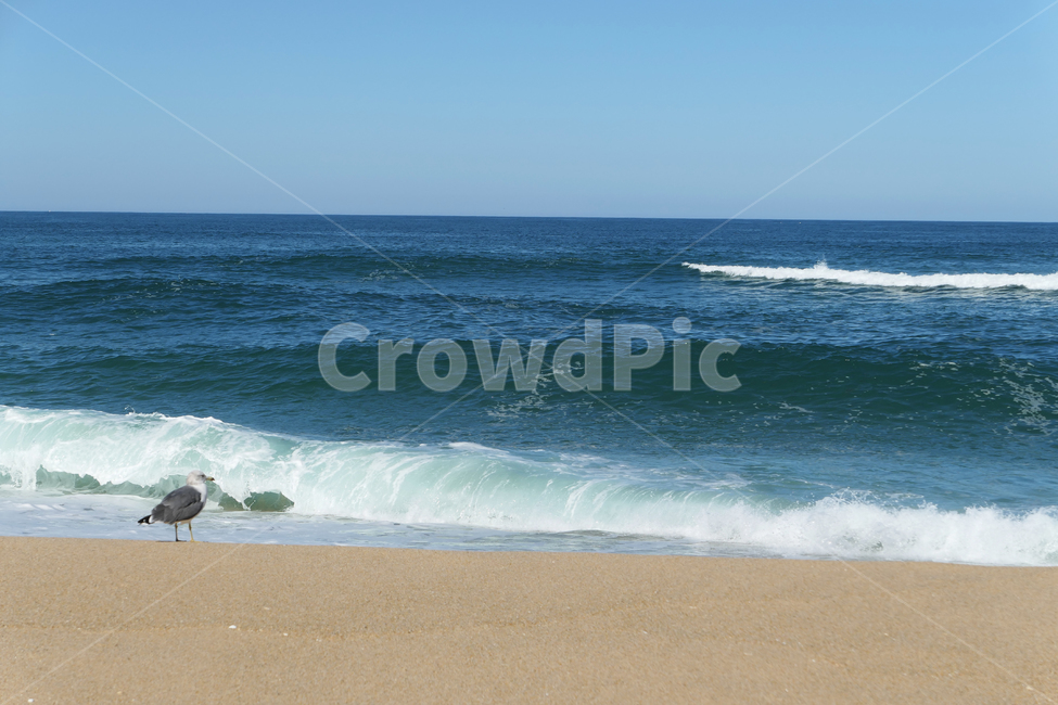 새,동물,animal,seagull,gull,바다,모래,하늘,sky,sea,sand,갈매기,혼자,alone,파도,wave,해변,바다,beach,sea,동물,animal,조류,새,birds