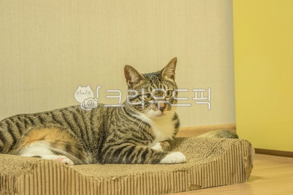 고양이,아기고양이,반려동물,냥이,애완동물,코리안숏헤어,코숏,animal,포유류,cat,kitten,kitty,동물,동물,animal,포유류,mammal,고양이,cat,kitten,kitty