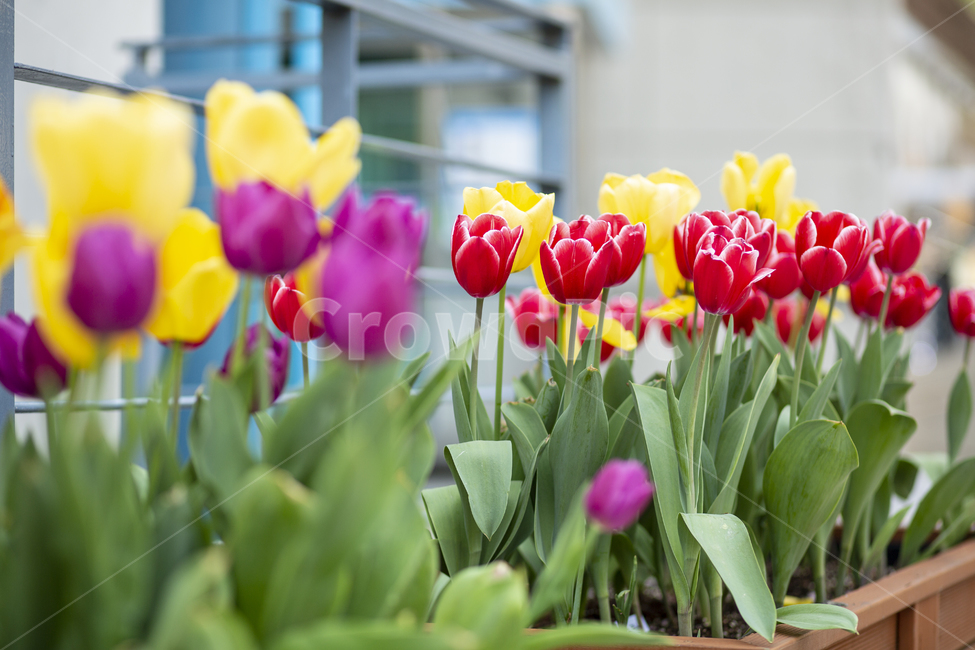 튤립,빨간튤립,노란튤립,튤립tulip,보케,봄,계절,spring,season,식물,자연,plants,nature,꽃,flower,plant,blossom