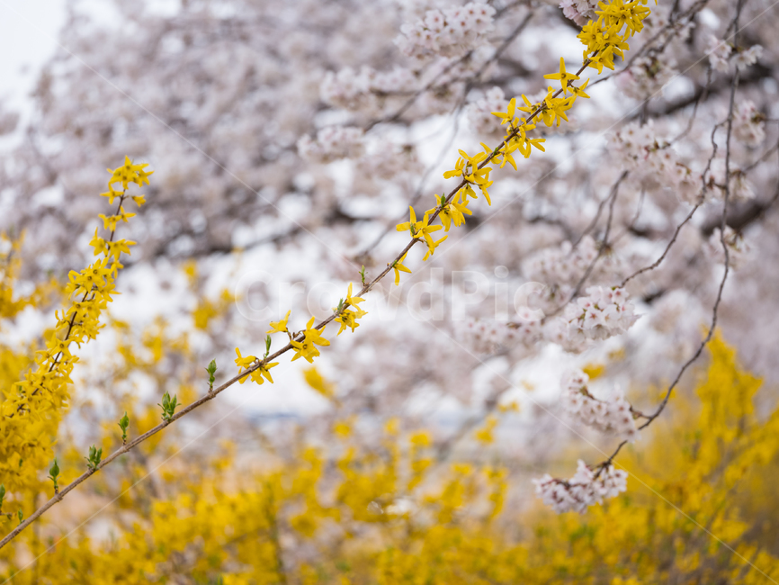 벚꽃,봄꽃,사쿠라,봄,spring,꽃,cherryblosso,계절,식물,자연,개나리,공존