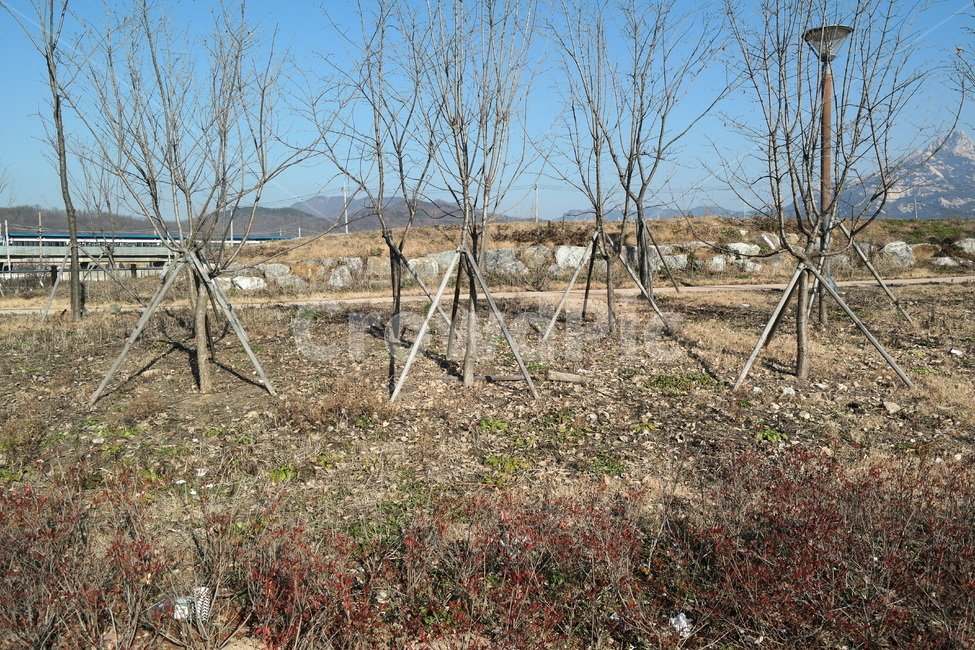 겨울,나무,풀,한가로움,추위,하천,산,돌,자연,풍경,nature,landscape,ground,바닥