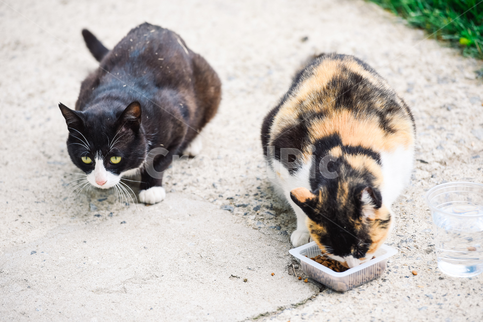고양이,캣,냥냥이,길고양이,삼색이,치즈냥,냥,cat,동물,동물,animal,포유류,mammal,고양이,cat,kitten,kitty