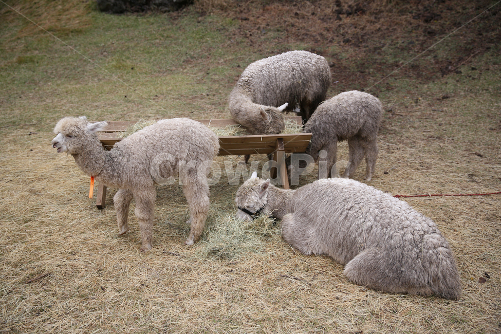 알파카,동물,제주화조원,화조원알파카,포유동물,포유류,초식동물,동물,animal,포유류,mammal
