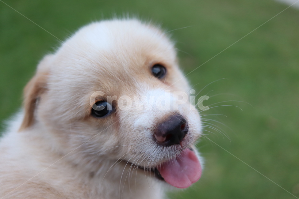애완동물,dog,개,animal,동물,강아지,시골강아지,동물,animal,포유류,mammal,개,강아지,dog,doggy