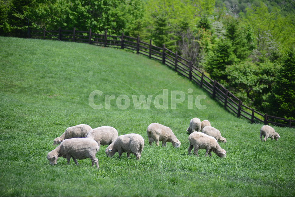 자연,풍경,하늘,구름,목장,초록,하양,nature,landscape,sky,green,korea,동물,양,animal,lamb,동물,animal,포유류,mammal,산업,industry,industrial,목축업,목장,livestock farming,ranching,pasture