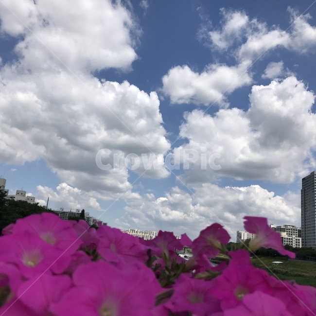 하늘,구름,꽃,풍경,흰구름,sky,flower