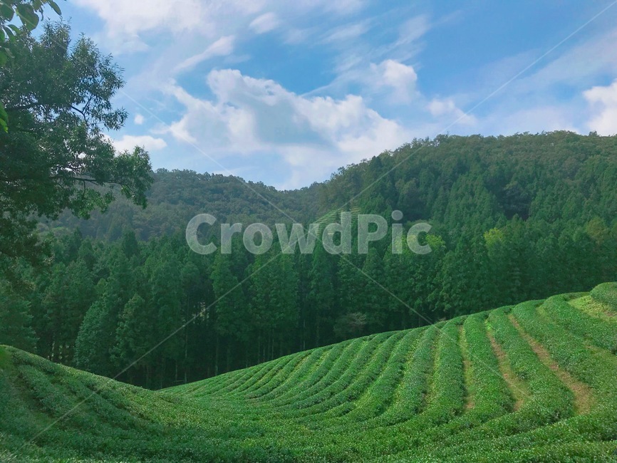 녹차,녹차밭,하늘,풍경,나무,자연,green,sky,편안,자연,풍경,nature,landscape,한국자연풍경,한국자연경관,korea nature landscape,slope,경사,outdoors,옥외,tree,plant,식물,vegetation,초목