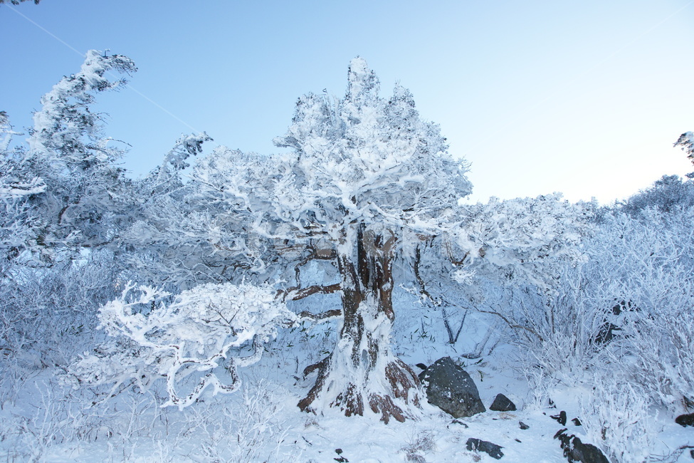덕유산,설경,주목,풍경,겨울,겨울,계절,winter,season,자연,풍경,nature,landscape,outdoors,옥외,snow,눈