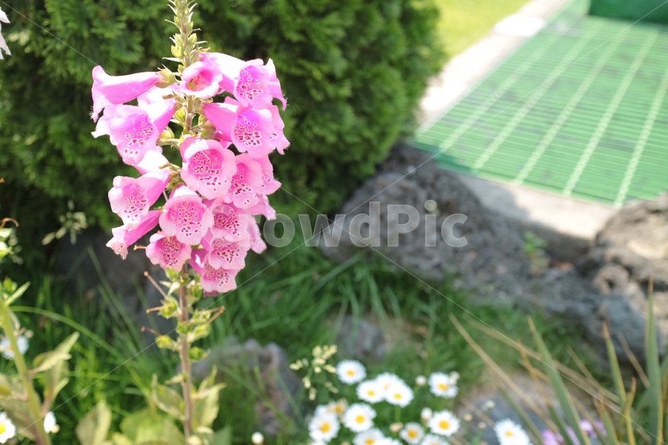 식물,plant,꽃,flower,pink,rock