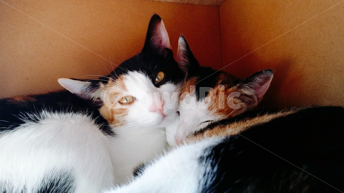 고양이,고양이가족,가족,행복,나른함,반려동물,동물,animal,포유류,mammal,고양이,cat,kitten,kitty