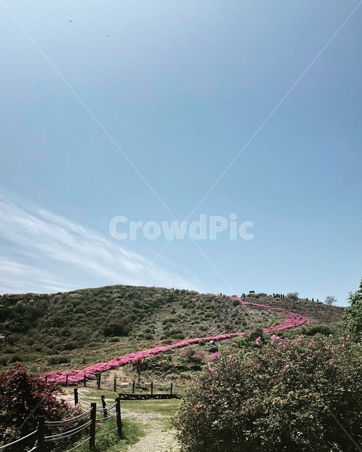 산,꽃,풍경,자연,감성,봄,여름,진달래,자연,풍경,nature,landscape,outdoors,옥외
