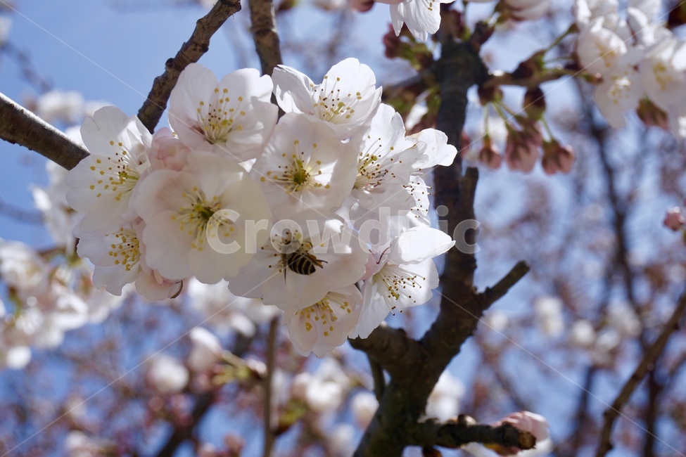 벚꽃,봄,cherryblossoms,꽃,flower,sprig,하늘,sky,나무,벚꽃나무,tree,벌,bee,honey,봄,계절,spring,season,plant,식물,blossom,cherry blossom