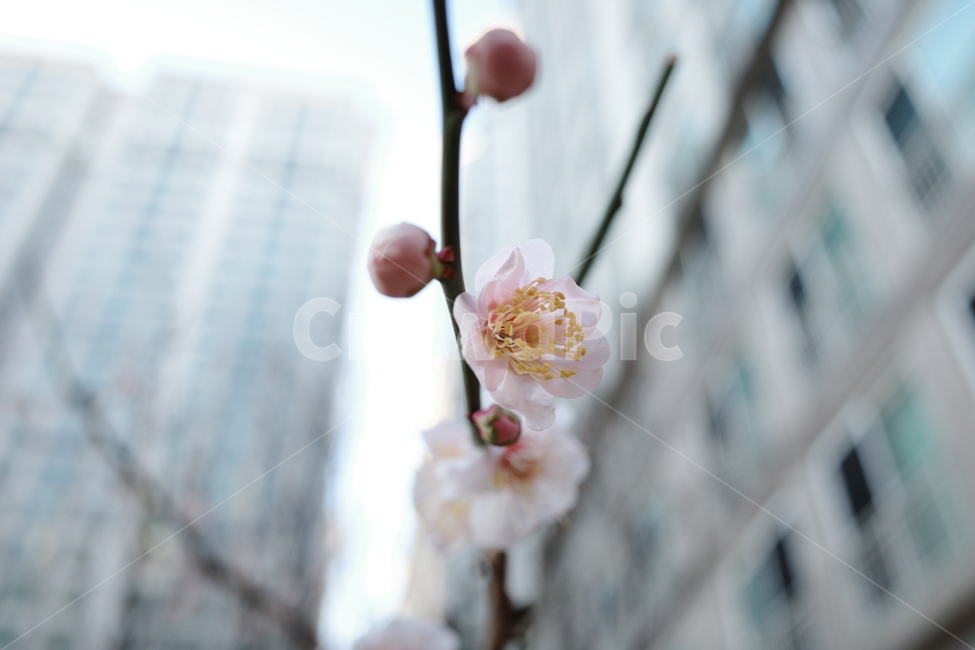 plant,식물,매화,나무,꽃나무