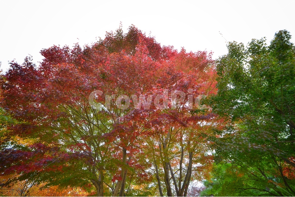 가을,단풍,빨강,나무,자연,가을,계절,fall,autumn,season,tree,plant,식물,maple