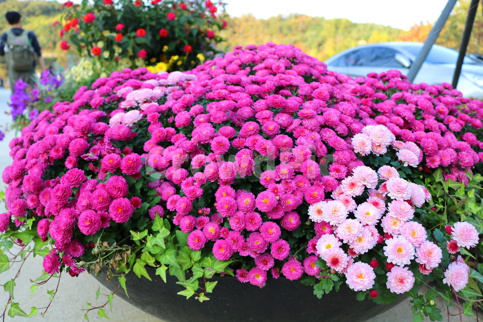 꽃,국화,국화꽃,식물,야생화,소국화,원예,분홍꽃,분홍색꽃,식물,자연,plants,nature,꽃,flower