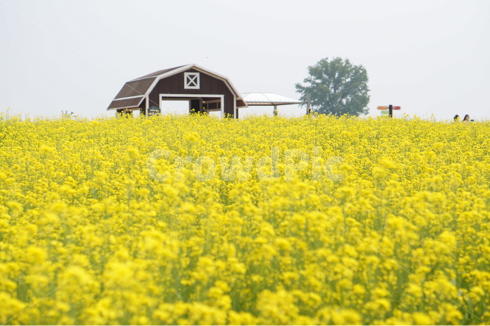 유채꽃,봄,노랑노랑,햇살,나무,풍경,봄,계절,spring,season,자연,풍경,nature,landscape,꽃,flower,field,들,outdoors,옥외,grassland,목초지