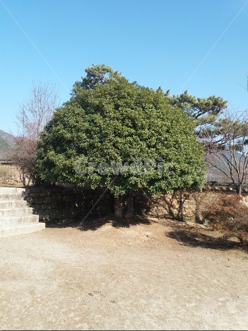 낙안읍성,동백나무,하늘,정원수목,관상용,식물,자연,plants,nature,나무,trees,wood