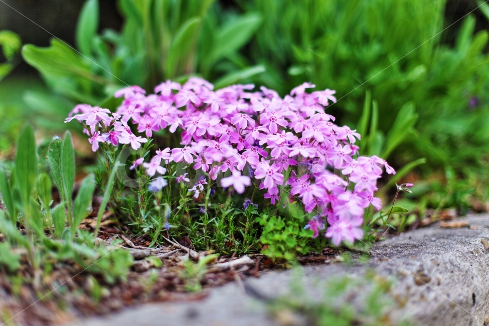 꽃,꽃잔디,야생화,DSLR,산책,식물,자연,plants,nature,꽃,flower
