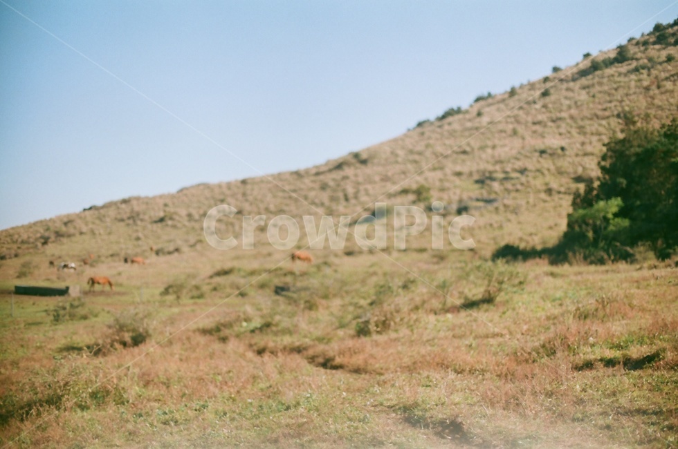 제주도,오름,힐링,감성,휴식,봄,언덕,필름,자연,풍경,nature,landscape,grass,잔디,plant,식물