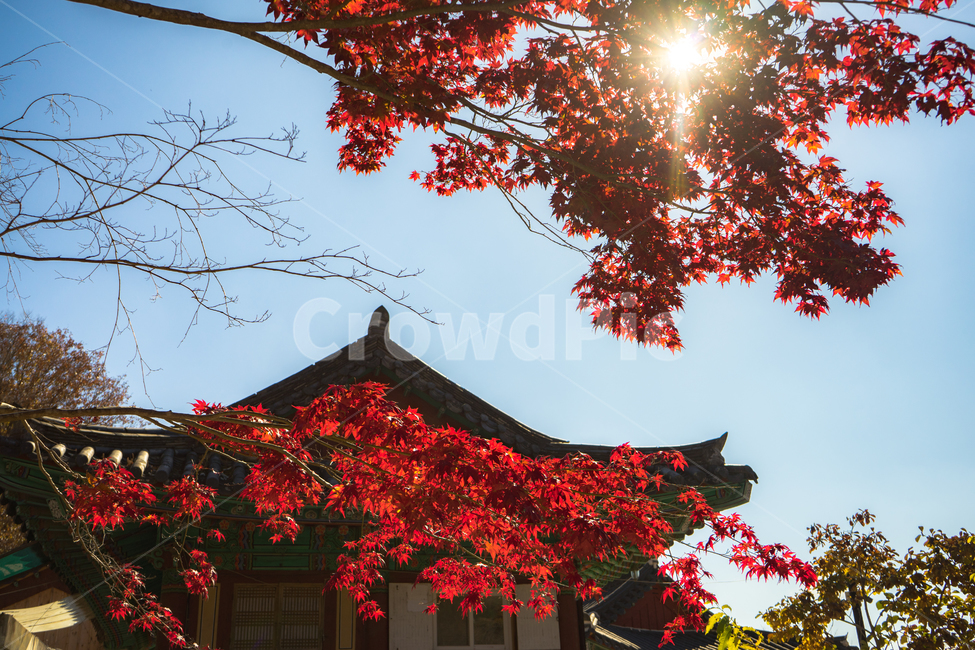 가을,대전사,단풍,청송,주왕산,주왕산단풍,대전사단풍,절,빨간단풍잎,단풍잎,가을햇빛,가을,계절,fall,autumn,season,한국전통,한국문화,korean traditional,korean culture,건축물,건물외관,exterior,building,structure,architecture,construction,leaf,잎,plant,식물,tree,나무