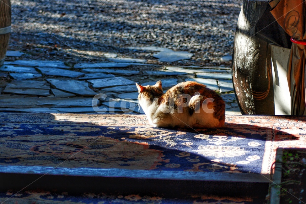pet,animal,동물,고양이,길고양이,포유류,cat,동물,animal,포유류,mammal,고양이,cat,kitten,kitty