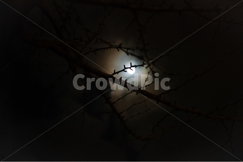 background,black,desolate,branch,calm,cloud,darkness,fear,fullmoon,depression,light,moon,mysterious,night,pitchblack,coarsetexture,silence,sky,twinkling,creepy,suspicious,terriblenightsky,sparse,treesdisappearing,nature,outdoordark,배경,검정색,황량함,나뭇가지,고요함,구름,흐림,어둠,두려움,보름달,우울함,빛,달,달빛,신비함,밤,칠흑같이어두운,거친질감,침묵,하늘,반짝임,섬뜩함,의심,끔찍한밤하늘,희박함,나무,사라짐,자연,옥외,어두운