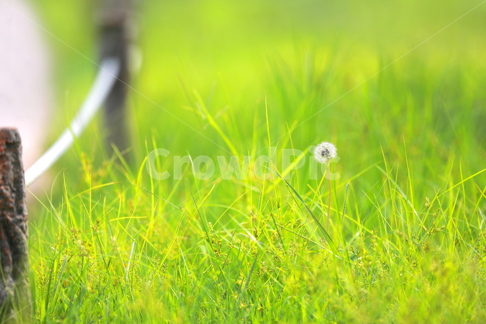 민들레,봄꽃,꽃,봄,예쁜꽃,따뜻함,봄,계절,spring,season,식물,자연,plants,nature,꽃,flower,grass,잔디,plant