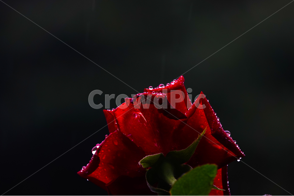 rose,장미,꽃,flower,식물,plant,물방울,검정,공원,여름,식물,자연,plants,nature,꽃,flower