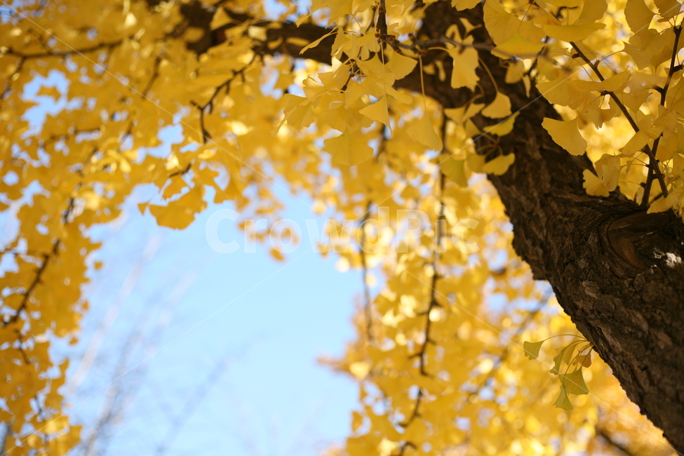 가을,하늘,은행,단풍,은행나무,나무,tree,식물,plant,잎,leaf