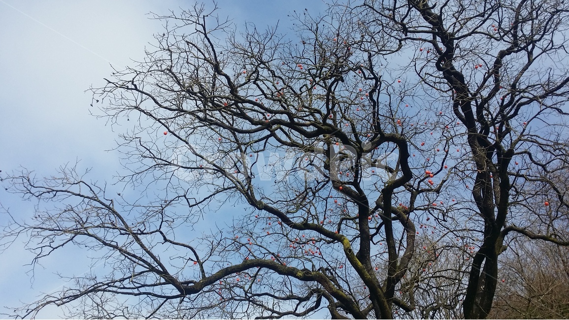 식물,나무,감나무,가을,농촌,가을,계절,fall,autumn,season,식물,자연,plants,nature,나무,trees,wood,tree,plant,tree trunk,나무 줄기