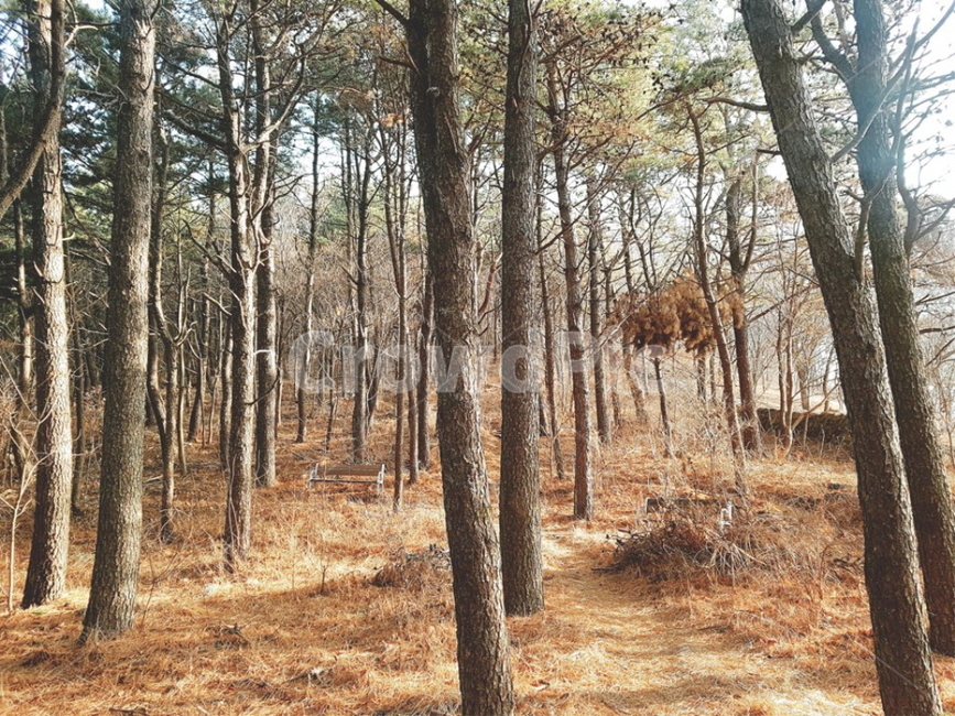 나무,초목,삼림지,숲,자연,옥외,tree,plant,vegetation,woodland,forest,풍경