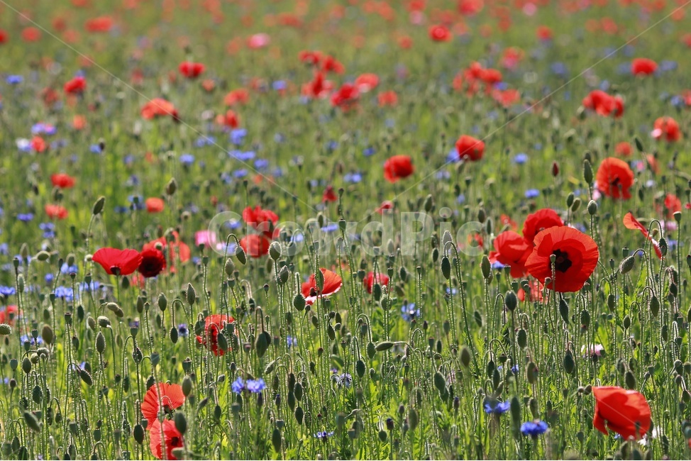 spring flowers,poppy,plant,cornflower,flower garden