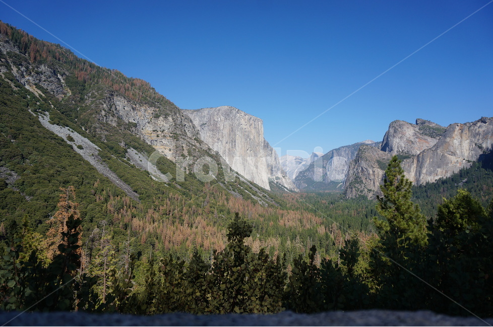 외국,미국,캘리포니아,요세미티,요세미티국립공원,산,바위,yosemitenationalpark,yosemite,califonia,자연,풍경,nature,landscape,해외,외국,세계,foreign,oversea,world,세계자연풍경,해외자연풍경,외국자연풍경,world nature landscape,tree,나무,plant,식물,abies,아비,fir,전나무,outdoors,옥외,mountain