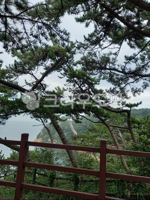 pine tree,nature,woodland,Daewangam,tree,vegetation,Ulsan,scene,tree trunk,Panorama,outdoors,ocean,suspension bridge,treetrunk,Gomsol,Handrail,park