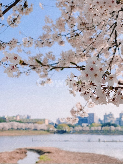 벚꽃,봄꽃,벚꽃축제,공원,꽃구경