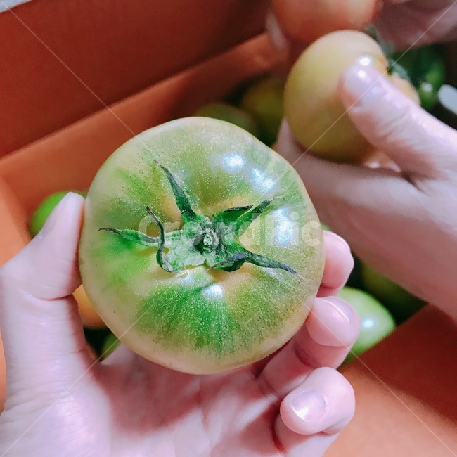 토마토,덜익은,짭짤이,대저,과일,꼭지,초록색
