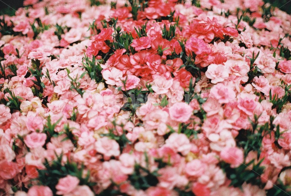 꽃,서울,비,비에젖은꽃,물에젖은꽃,색감대비,감성,감성사진,필름,필름사진,flower,rain,film