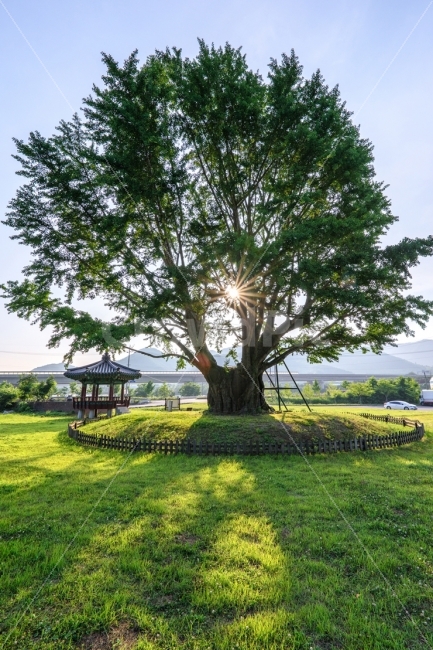 감성,풍경,은행나무,천영기념물,나무,자연,풍경,nature,landscape,식물,plants,tree,plant,grass,잔디,tree trunk,나무 줄기