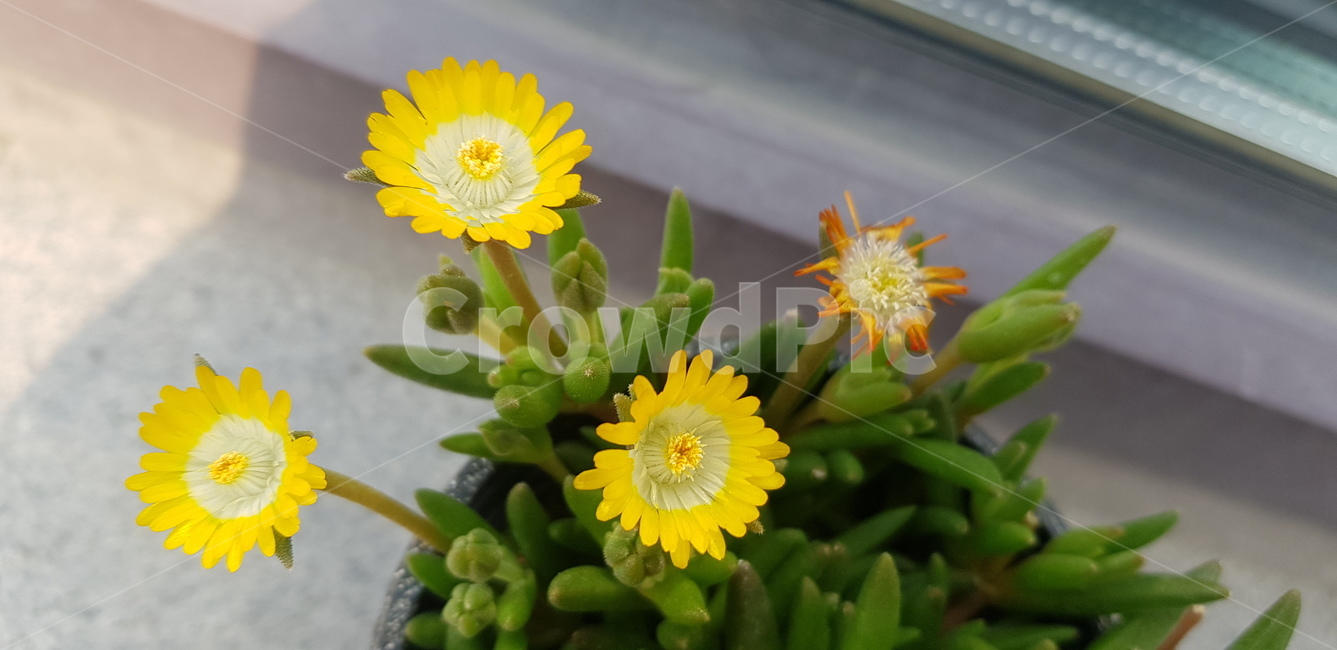 꽃,flower,daffodil,모니나니아,plant,식물,봄,blossom