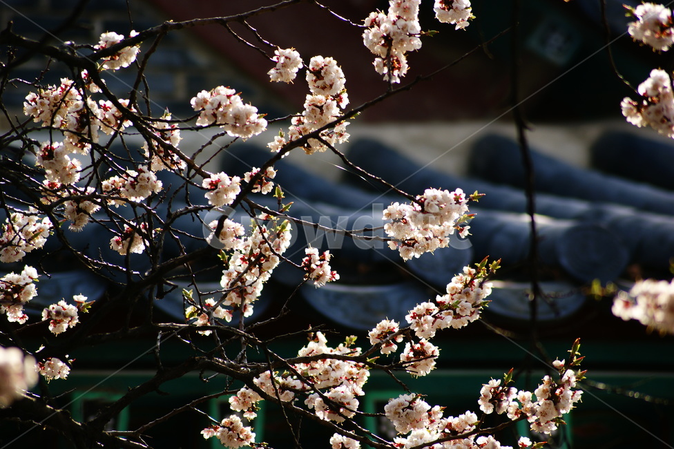 plant,식물,flower,꽃,벚꽃,cherryblossom,blossom