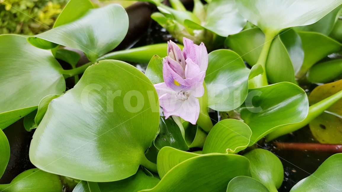 부레옥잠,부레옥잠꽃,꽃,물꽃,수경재배,보라색꽃,식물,자연,plants,nature,꽃,flower